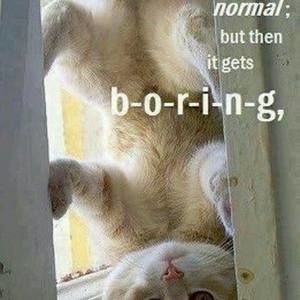 Meet your Posher, Holli kurt