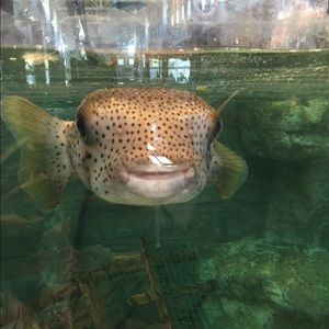 Meet your Posher, Kennedy