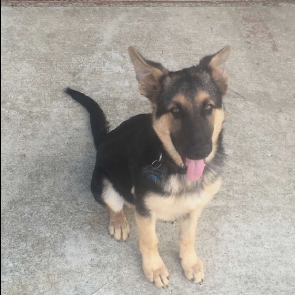 Meet your Posher, Cassidy - Picture 4 of 7