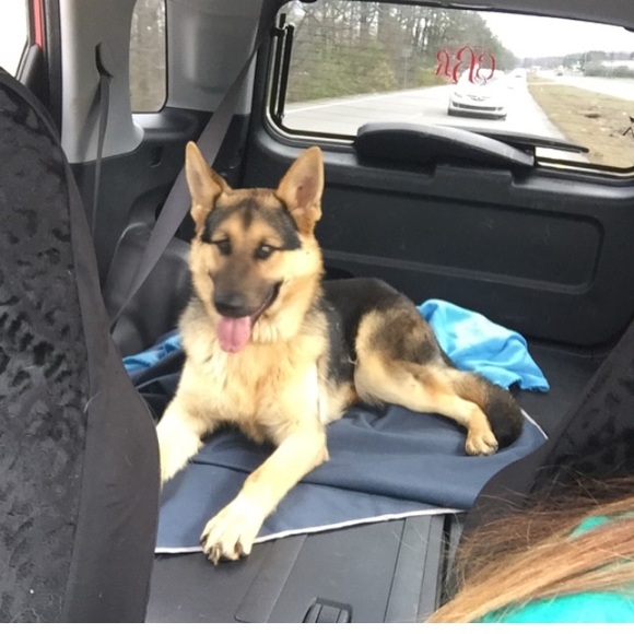 Meet your Posher, Cassidy - Picture 5 of 7