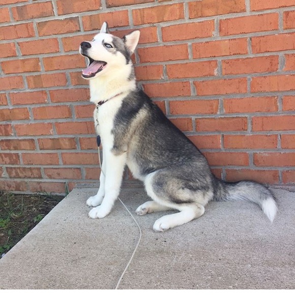 Meet your Posher, Cassidy - Picture 6 of 7