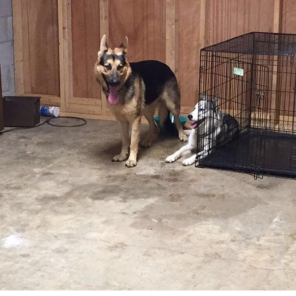 Meet your Posher, Cassidy - Picture 7 of 7