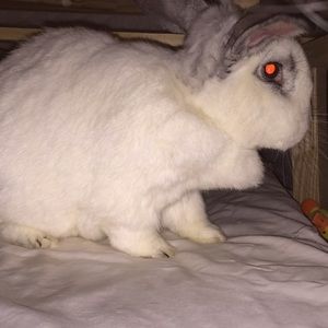 Meet your Posher, Gretta