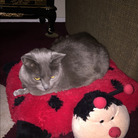 Meet your Posher, Susan - Picture 1 of 1