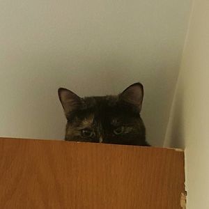 Meet your Posher, Dawn