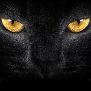 Meet your Posher, Candi