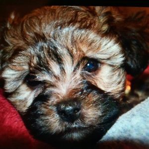 Meet your Posher, Anthony