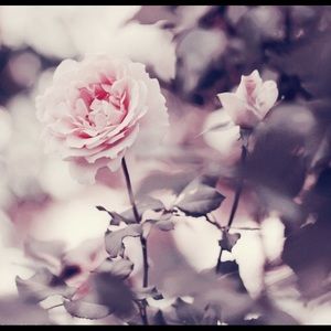 Meet your Posher, Adriana