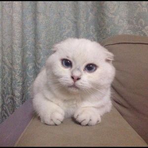 Meet your Posher, Pat