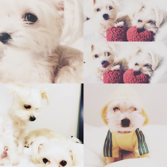 💐 Meet your Posher 💐 - Picture 5 of 5