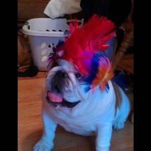 Meet your Posher, Shirley