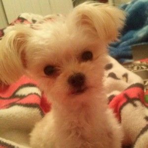 Meet your Posher, Chipz