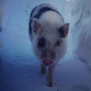 Meet your Posher, Jill