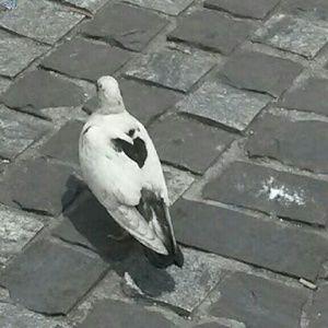 Meet your Posher, Dannette