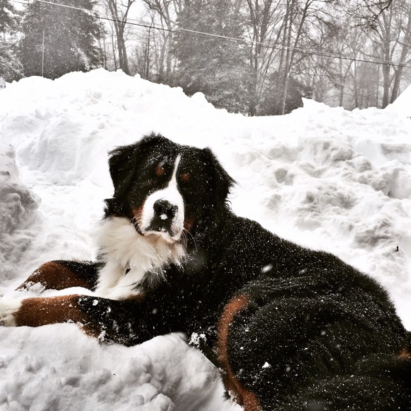 Hi I'm Nicole! Follow me @theleopardcoat - Picture 3 of 4