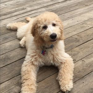 Meet your Posher, Leah