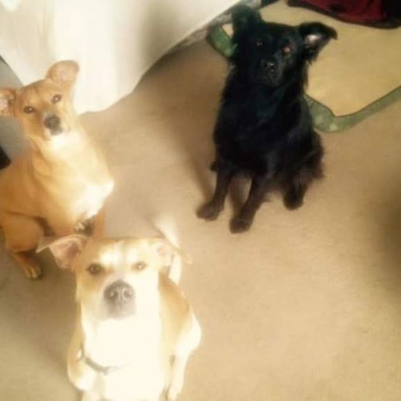 Meet your Posher, Traci - Picture 1 of 1