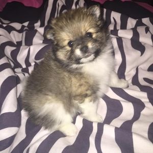 Meet your Posher, Cherry