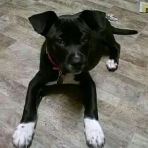 Meet your Posher, Tamara