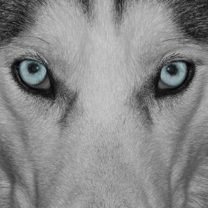 Meet your Posher, Ray