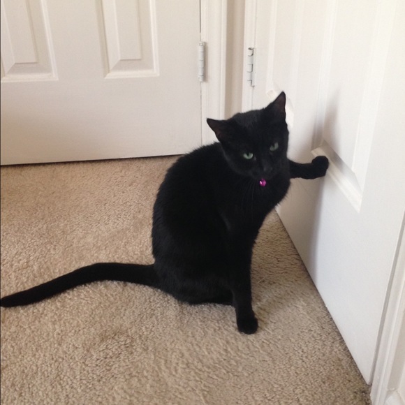 Meet your Posher - Picture 2 of 4