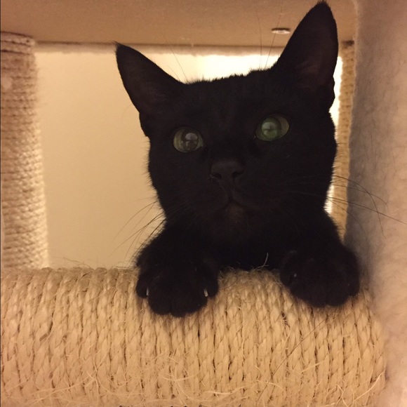 Meet your Posher - Picture 3 of 4