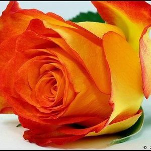 Meet your Posher, Carmen