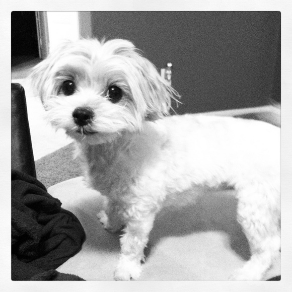 Meet your Posher, Candice - Picture 1 of 1