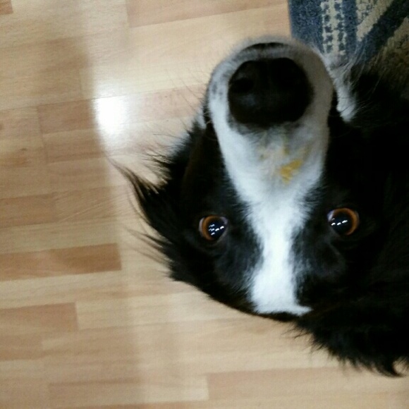 Meet your Posher, Misty - Picture 1 of 1