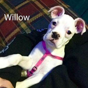 Meet your Posher, Gail