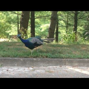 Meet your Posher, Akta