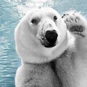 Meet your Posher, Wanda