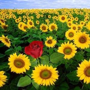 Meet your Posher, Autumn