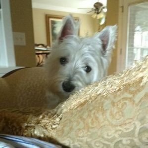 Meet your Posher, Rachel