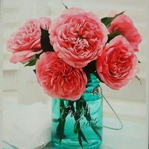 Meet your Posher, Annie