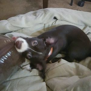 Meet your Posher, Addison