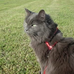 Meet your Posher, Cara