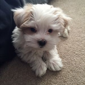 Meet your Posher, Darla