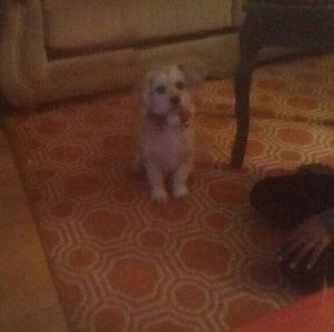 Meet your Posher, Jac