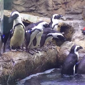 Meet your Posher, Randall