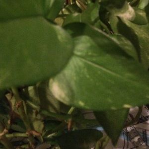 Meet your Posher, Cordell