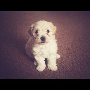 Meet your Posher, Irene