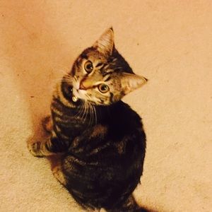 Meet your Posher, Tamannah