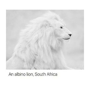 Meet your Posher, Norma