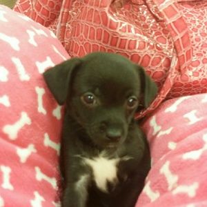 Meet your Posher, Estella