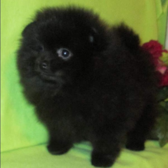 Meet your Posher, Suzanne - Picture 2 of 4