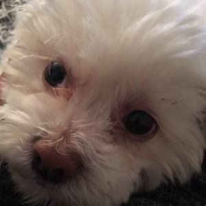 Meet your Posher, Elia