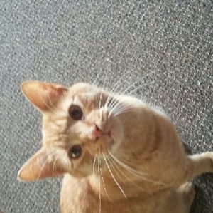 Meet your Posher, Angel