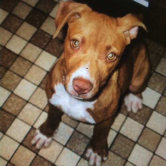 💝Meet your Posher, Mr. B 🐶 - Picture 2 of 2