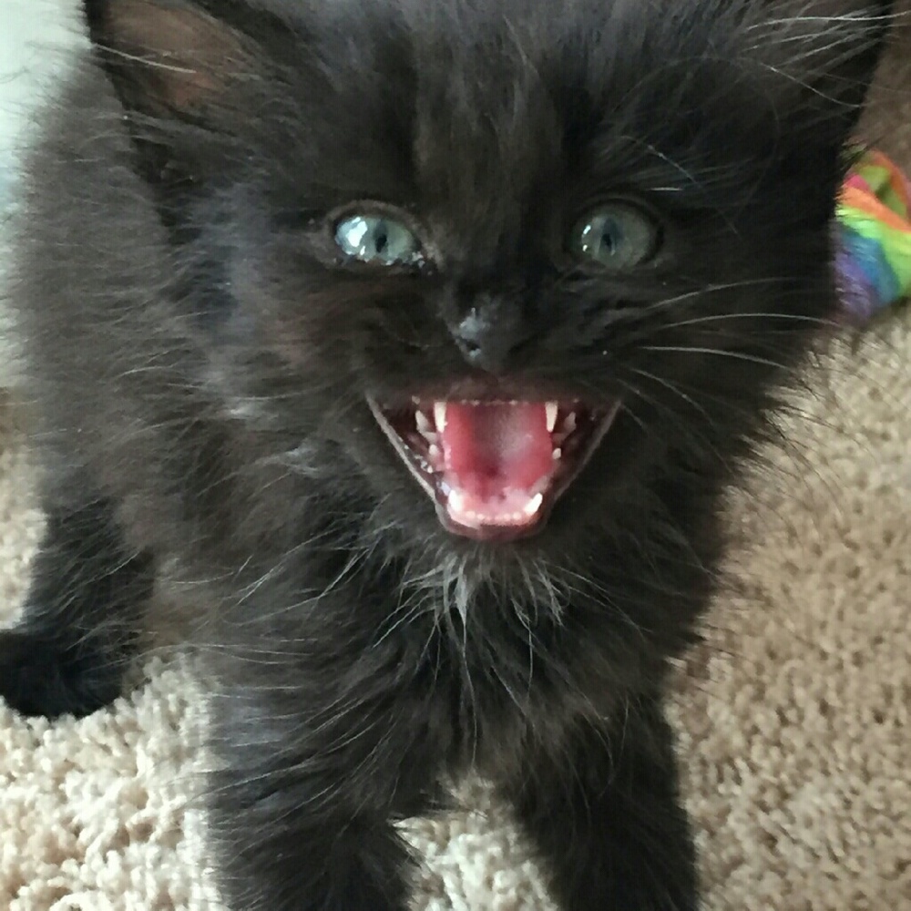 Meet your Posher, Beth